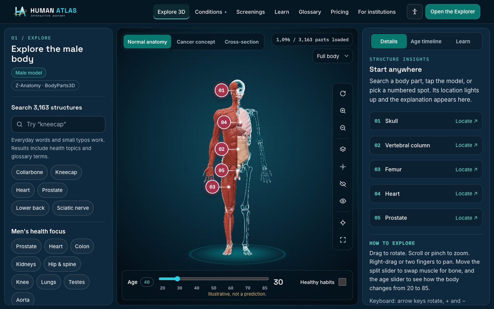 Human Atlas 3D explorer showing the male body in X-ray mode