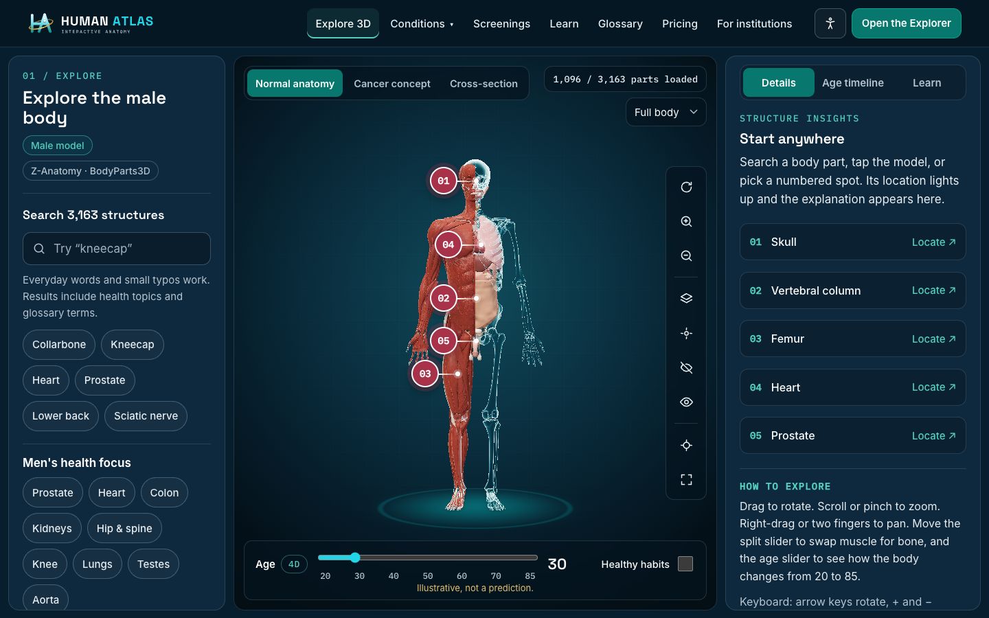 The Human Atlas 3D explorer in X-ray mode